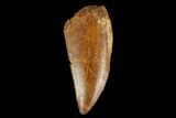 Raptor Tooth - Real Dinosaur Tooth #127055-1